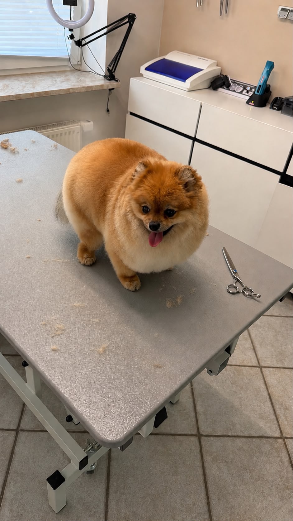 Orangefarbener Zwergspitz nach dem Styling im Hundesalon Elmshorn