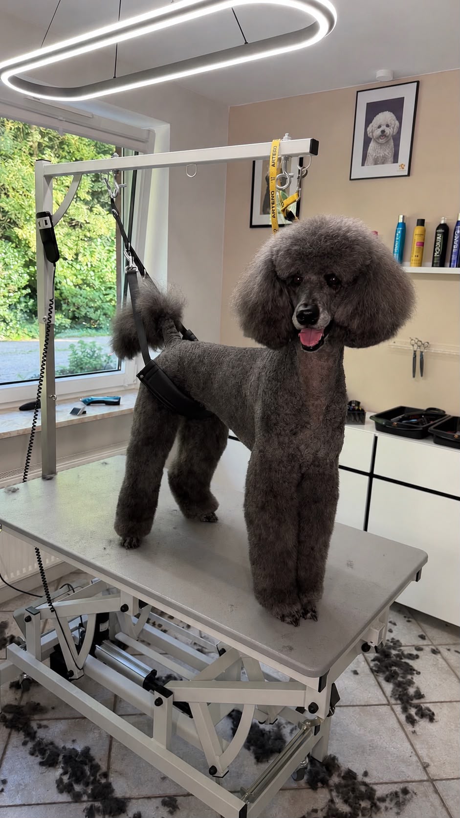 Grauer Zwergpudel nach Schur und Styling im Hundesalon Elmshorn