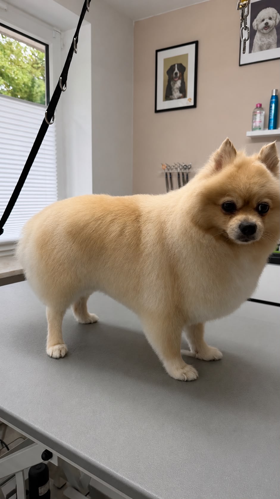 Cremefarbener Zwergspitz mit voluminösem Fell im Hundesalon Elmshorn