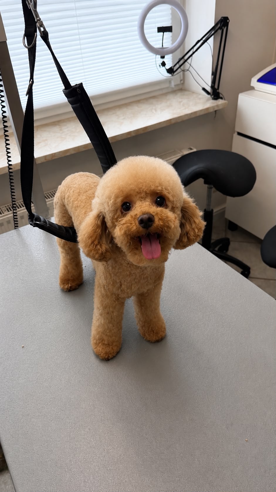 Apricotfarbener Zwergpudel mit Teddy-Schnitt im Hundesalon Elmshorn