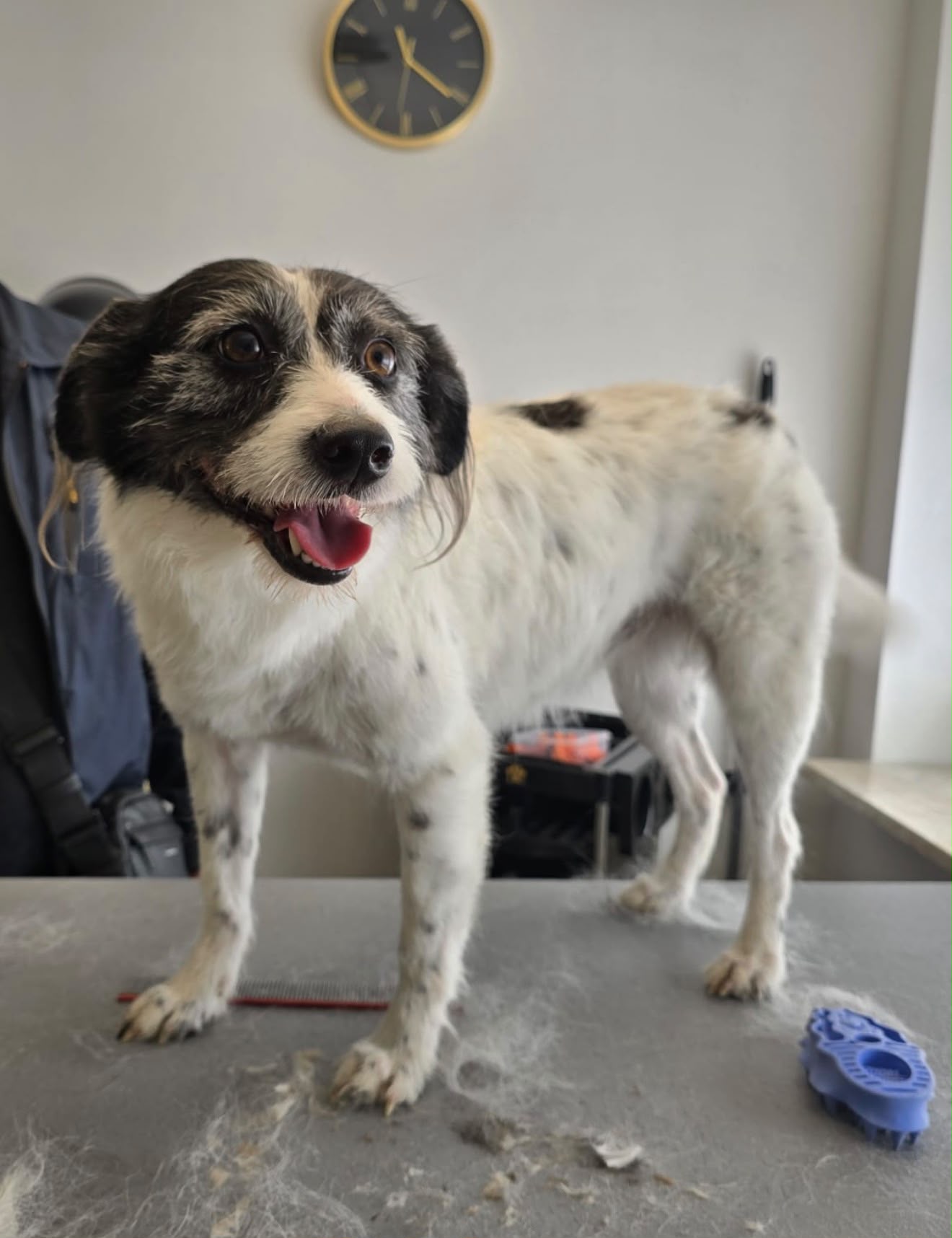 Schwarz-weißer Mischling während der Fellpflege im Hundesalon Elmshorn