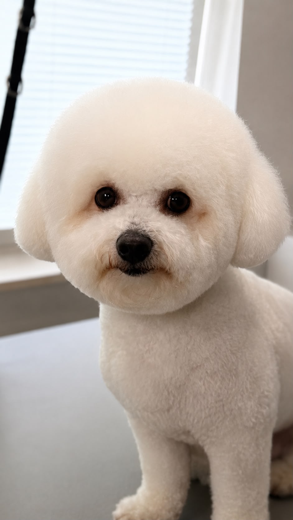 Frisch gepflegter weißer Bichon Frisé im Fellstudio Elmshorn